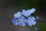 IMG_6655.jpg