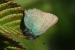 IMG_4382.jpg