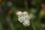 IMG_1555.jpg