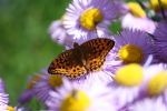 IMG_4775.jpg